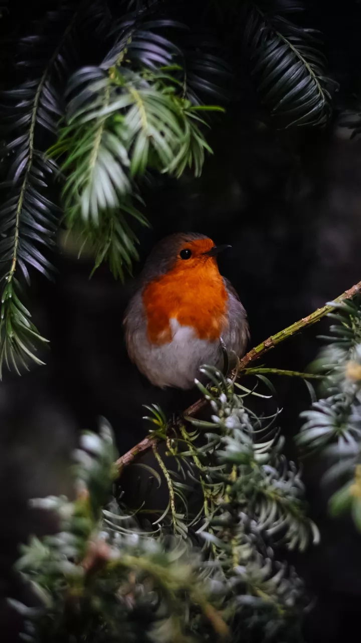 Pretty Bird