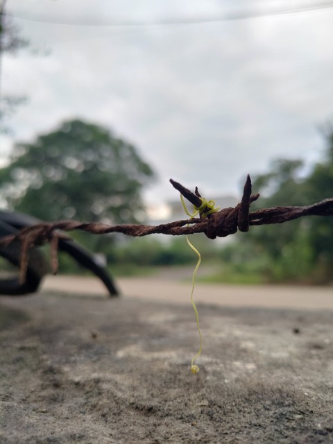 植物, 天空壁纸