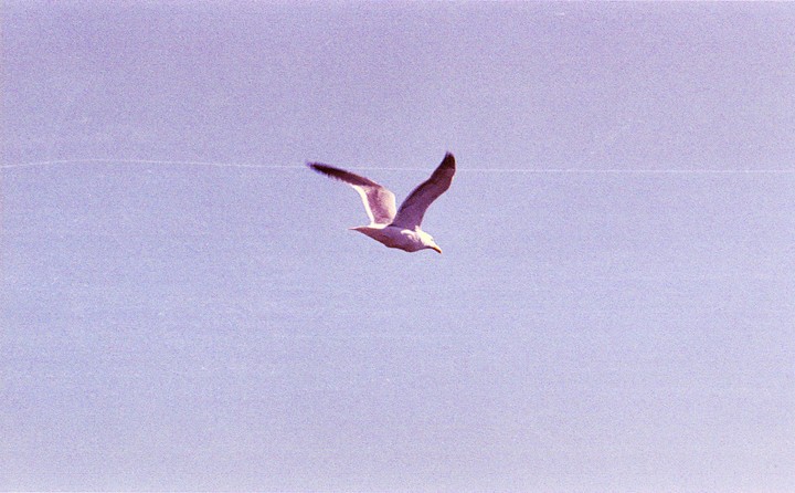 새