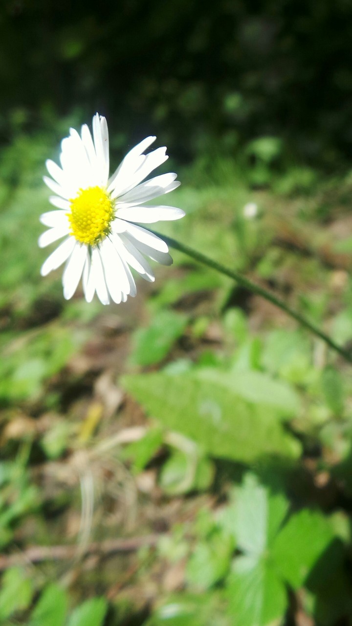 Juste une fleur