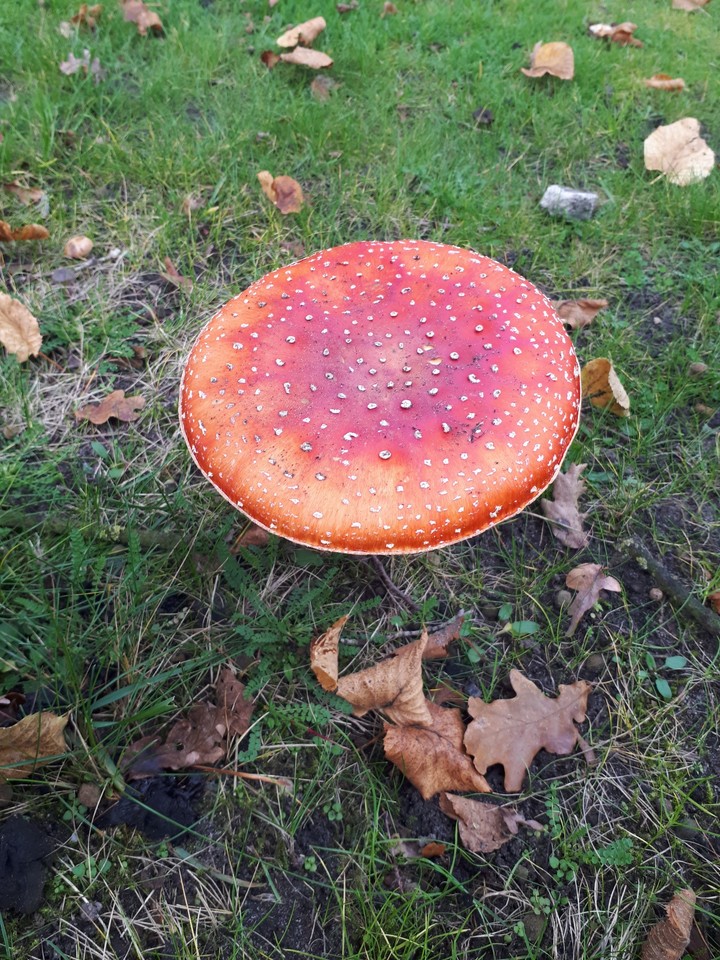 echt herfst
