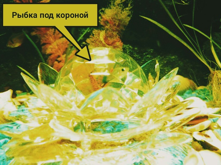 Любопытство.