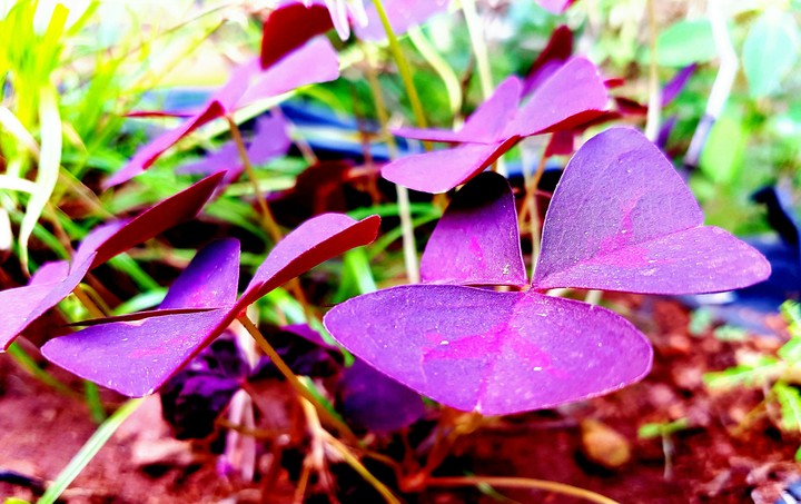 Flower