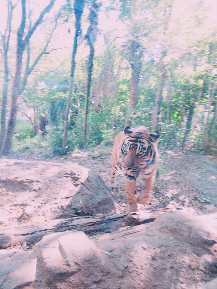 TIGER