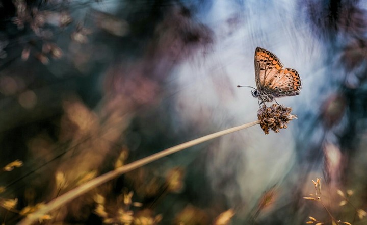 Melody of Autumn