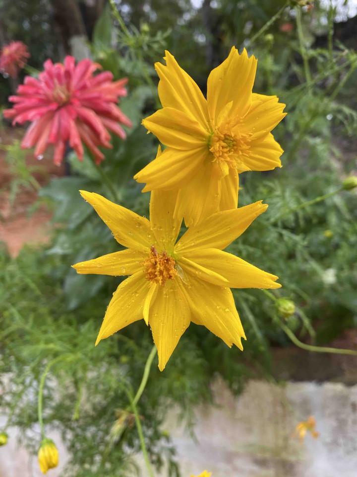 flowers