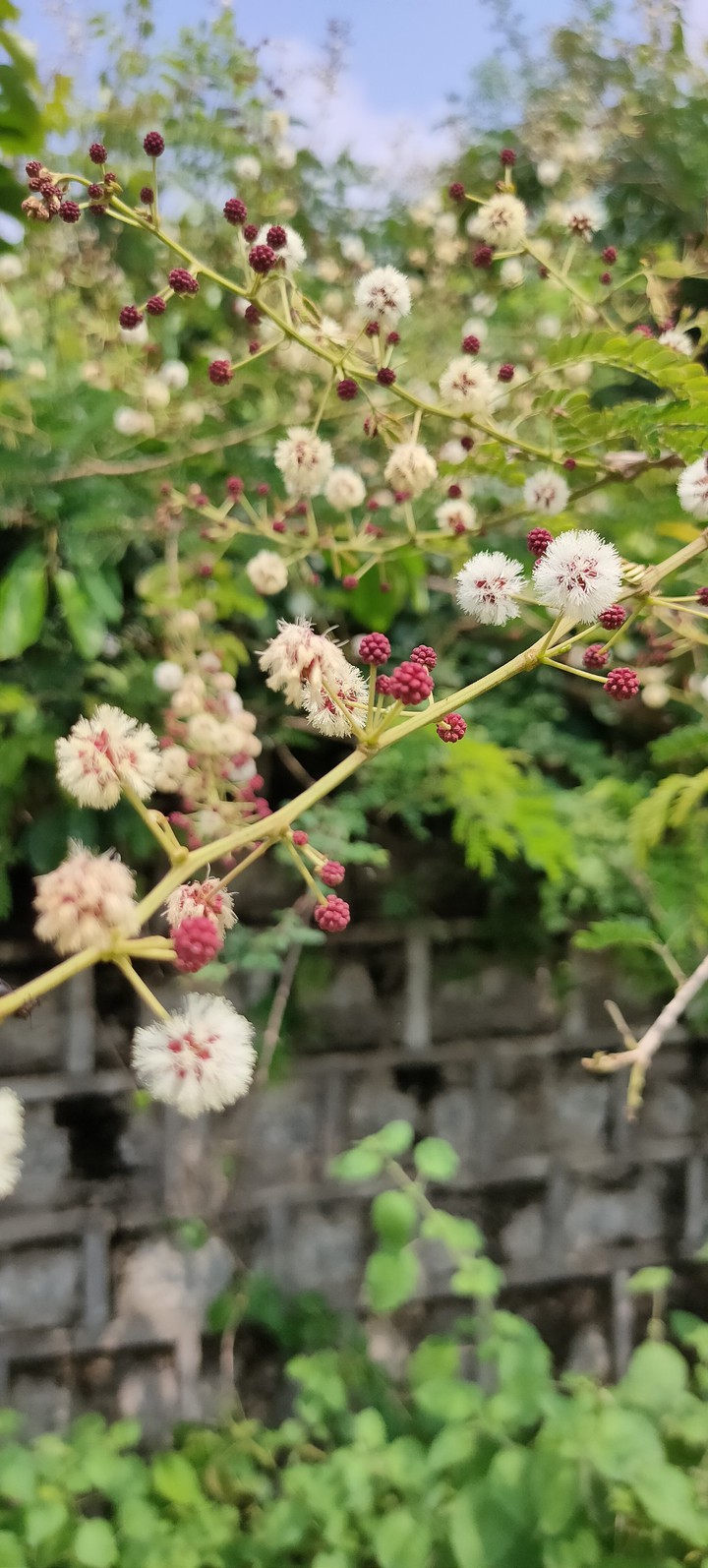 natural flowers