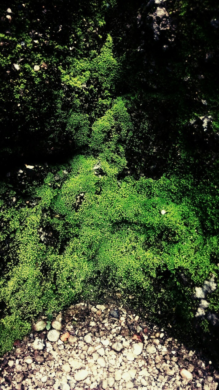 morning at the rainforest