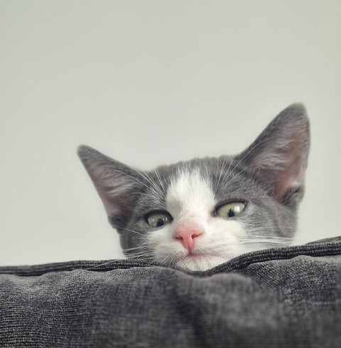 fur, felidae वॉलपेपर