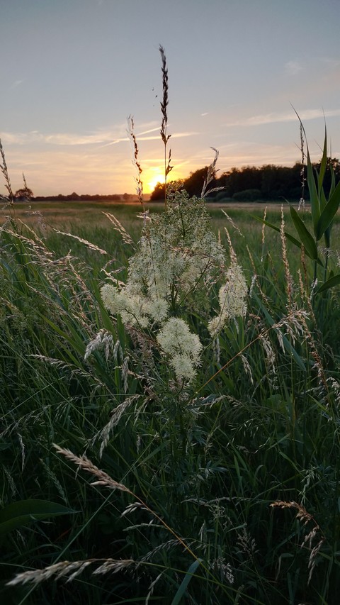flower, plain háttérképek