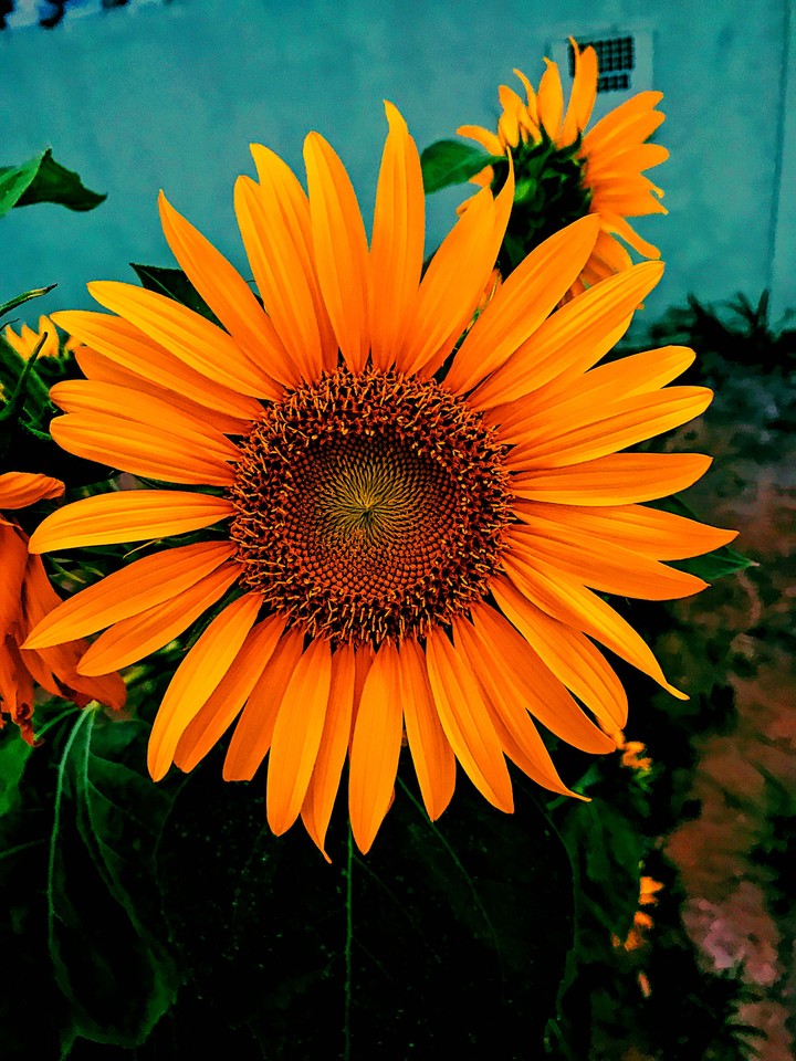 sunflower