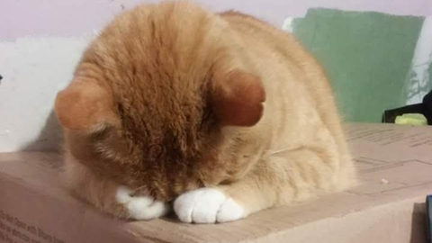painting my TOO LIGHT ROOM. HE wanted to SLEEP!