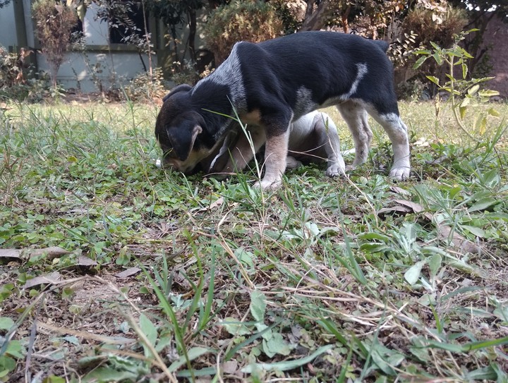 Puppy