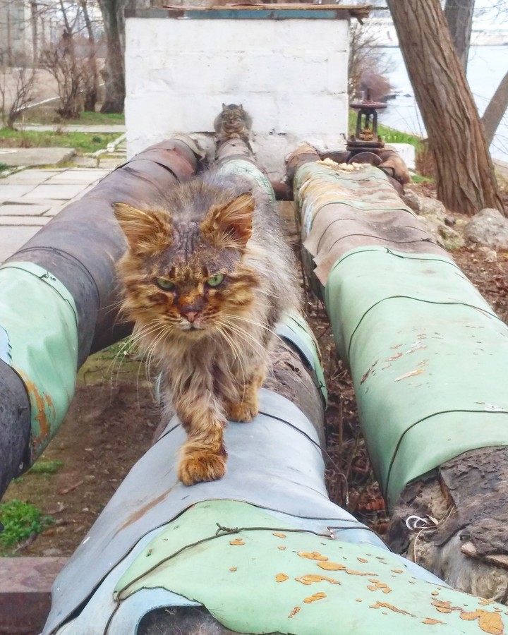 Жёсткий Кот