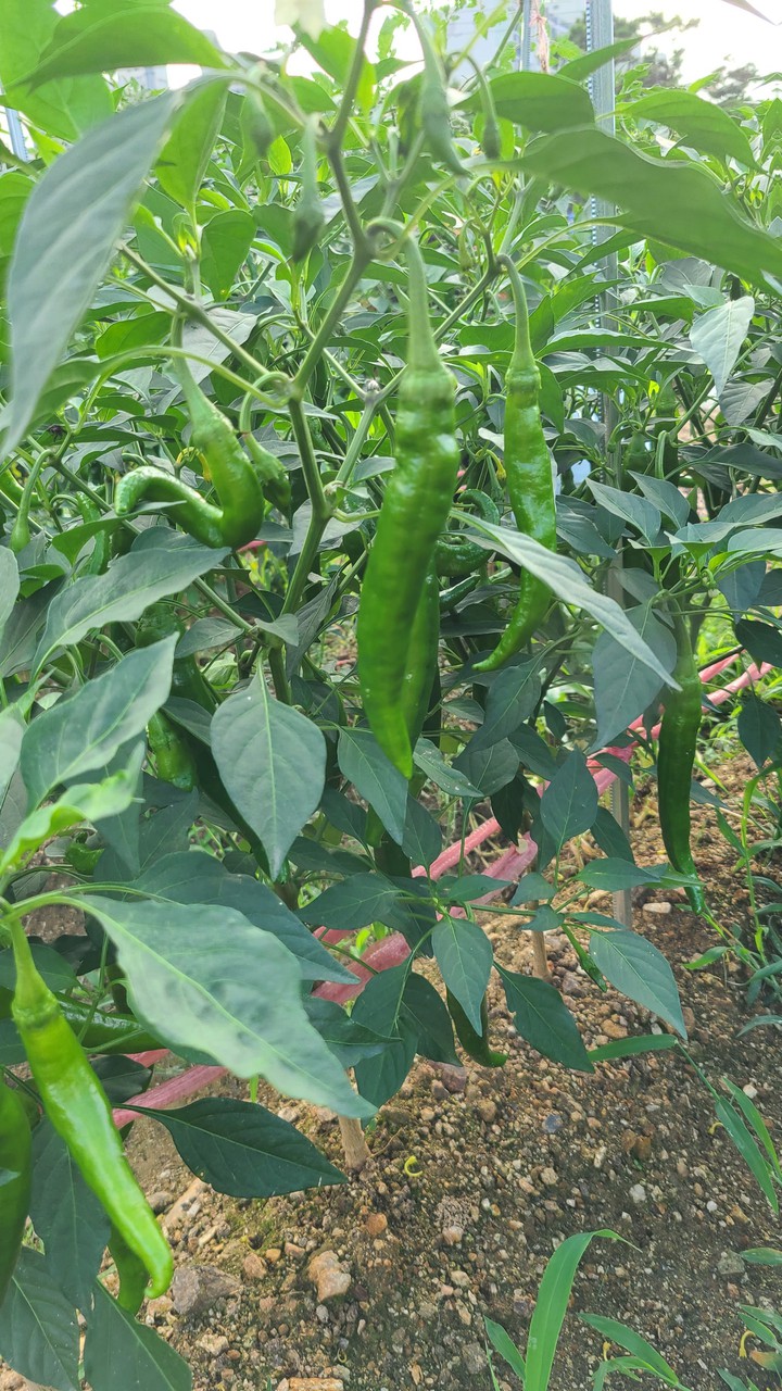vegetable garden