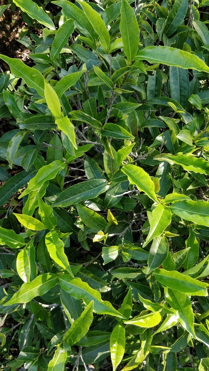 tea leaves
