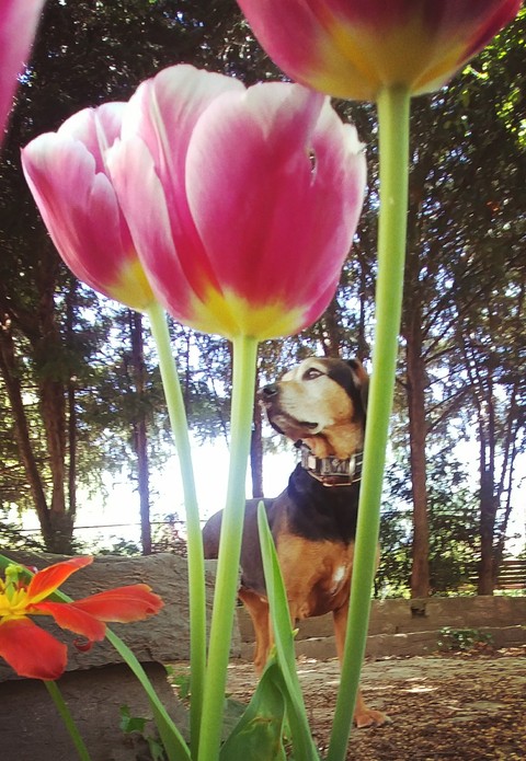 Dog and Beautiful flowers