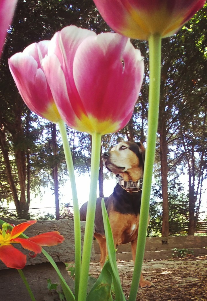 Dog and Beautiful flowers