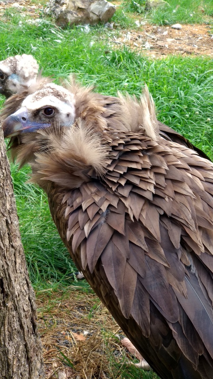 Pairi Daiza