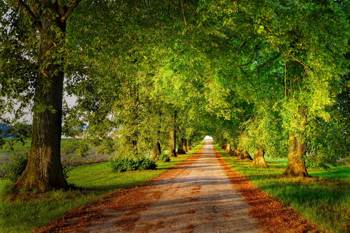 Trees & Pathway