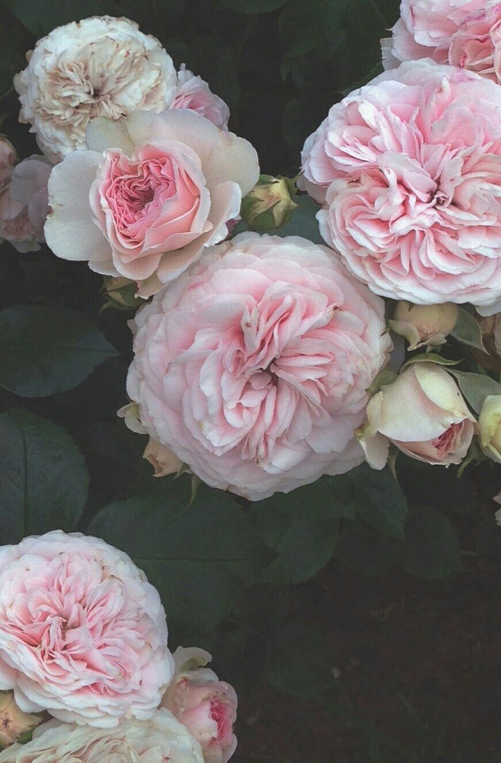 Rose petal