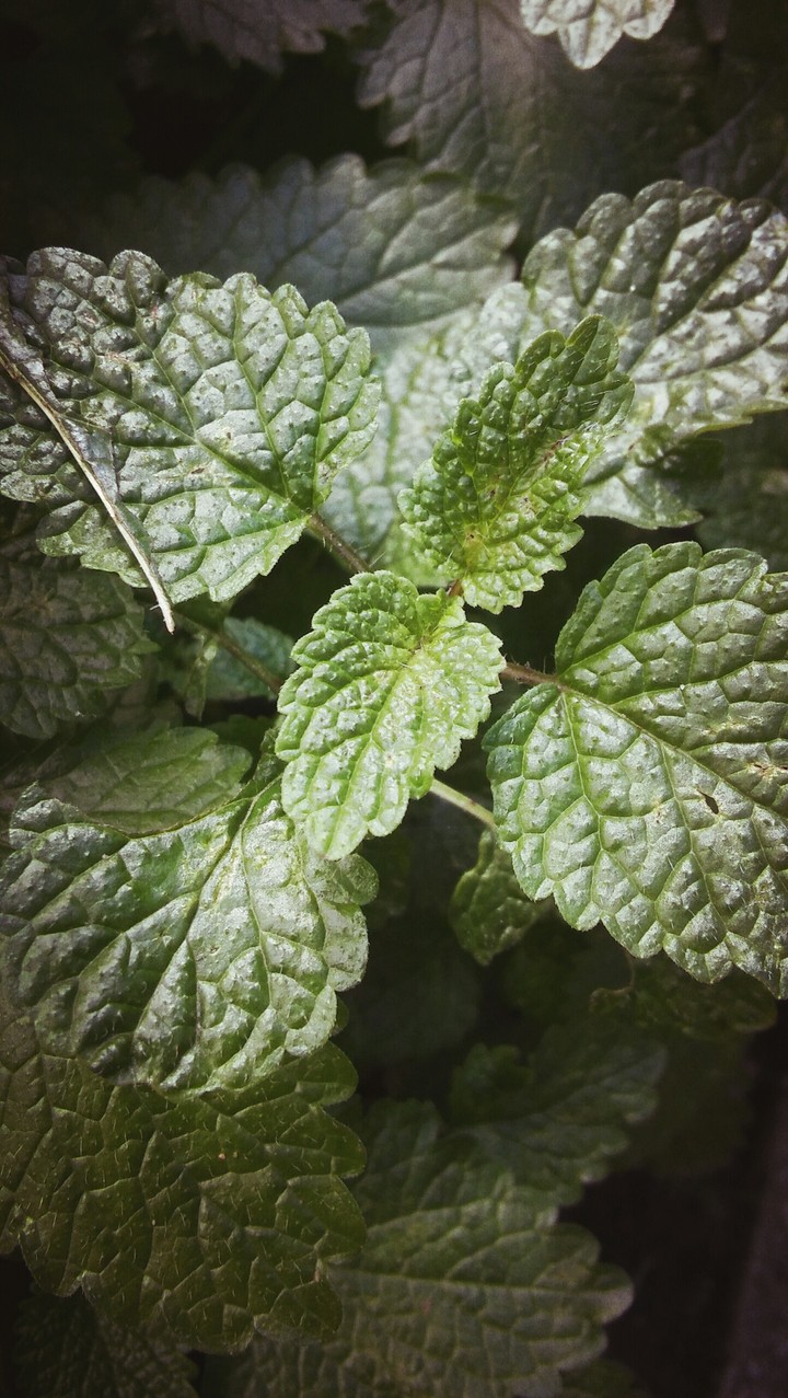 Mint