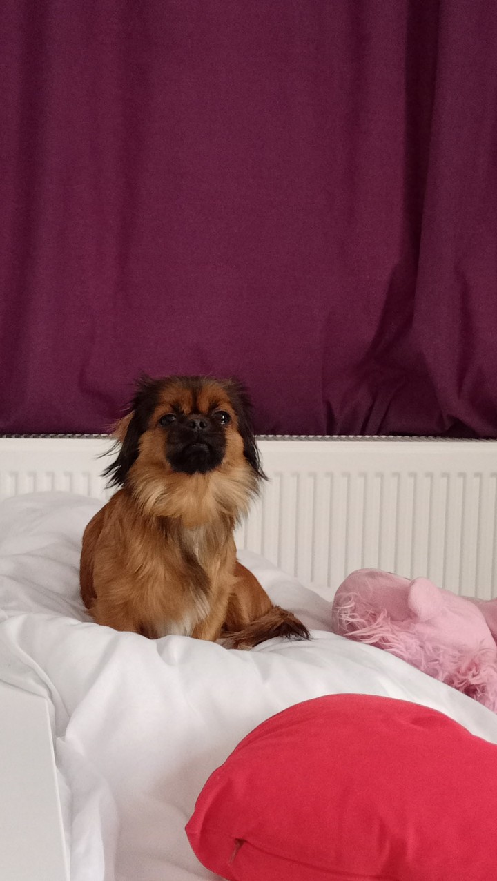 my dog