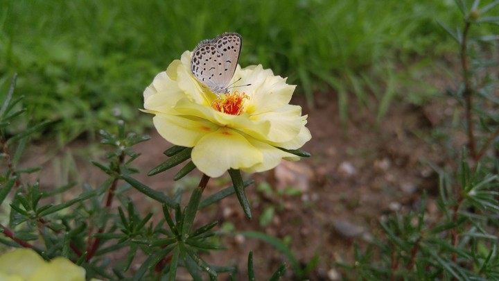 little butterfly & the princes' rose