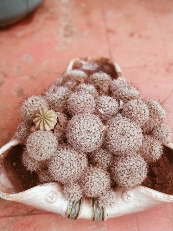cactus