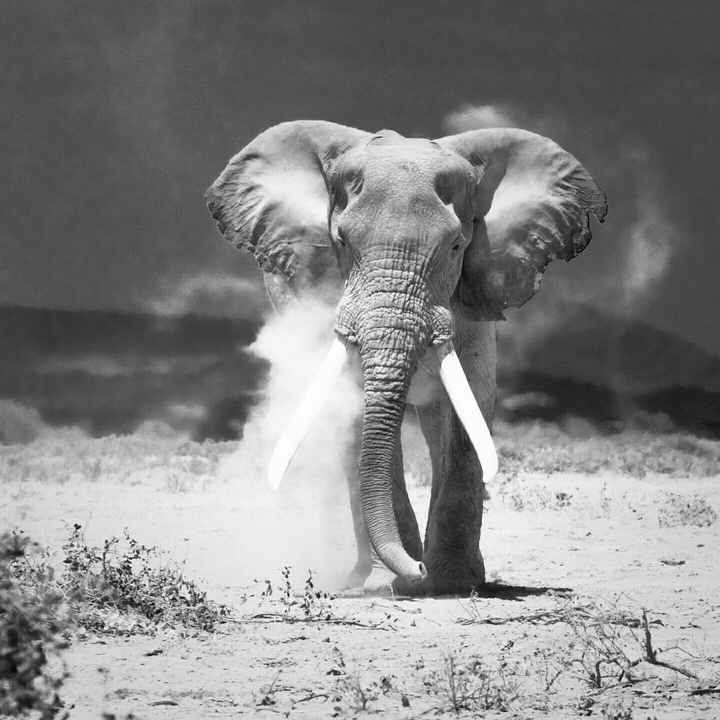 éléphant