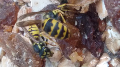 Black/Yellow