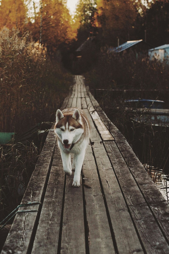 Husky