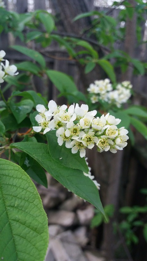 fonds d'écran plant, viburnum