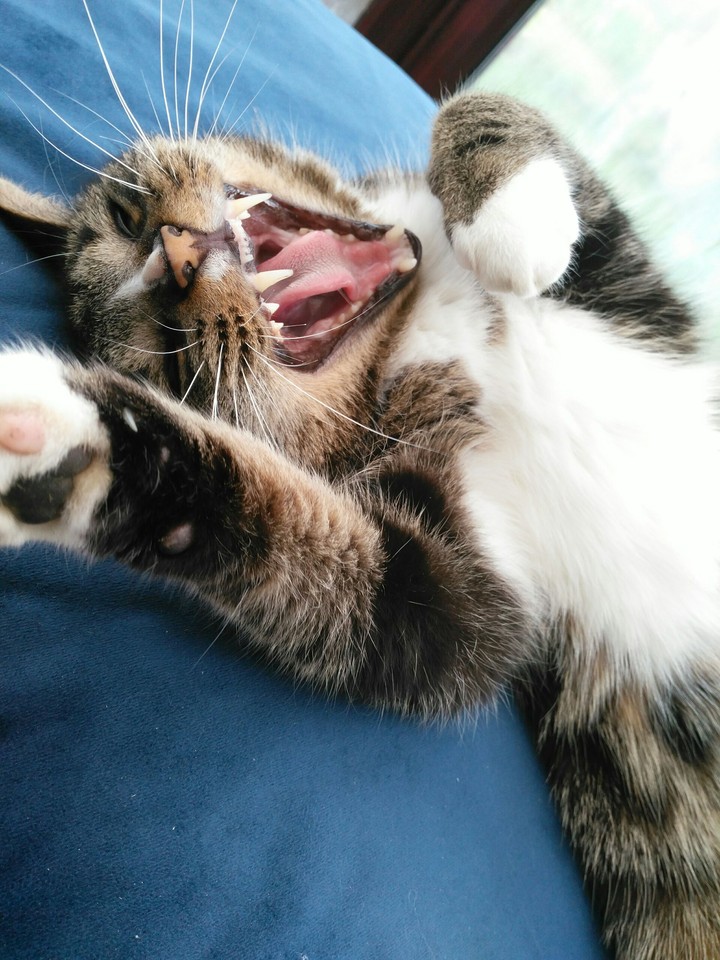 yawning cat
