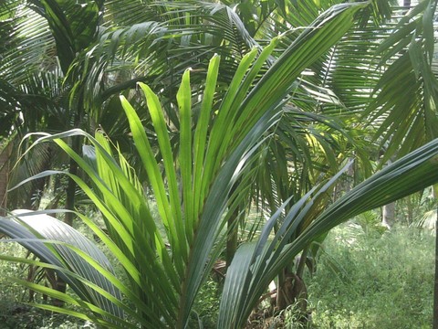 Green plants
