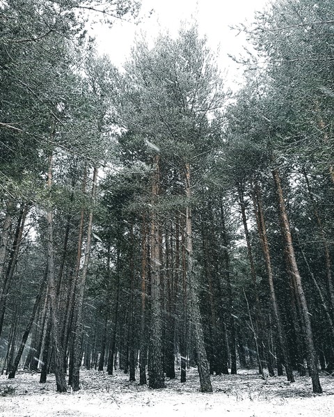 bosque nevado