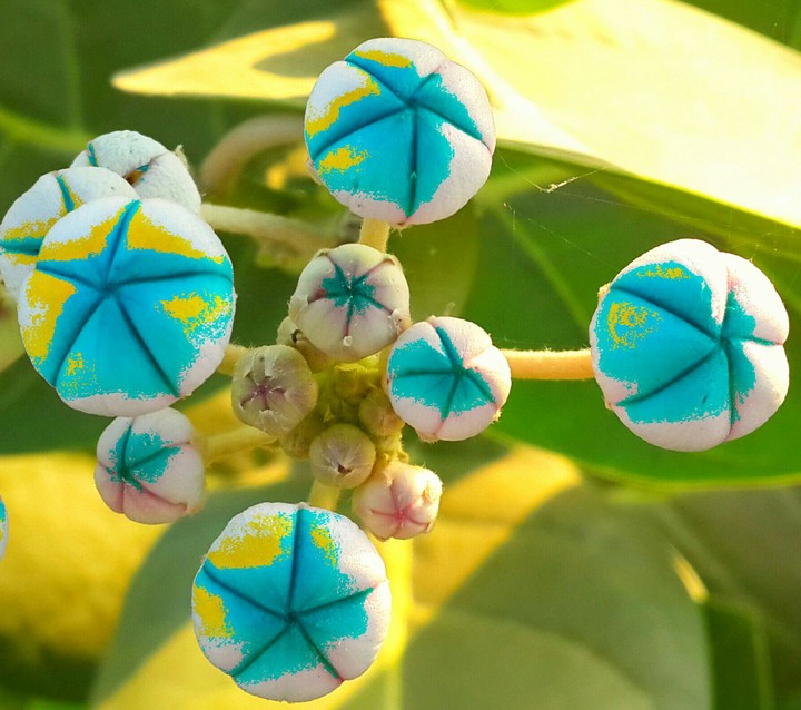 colourful flowers
