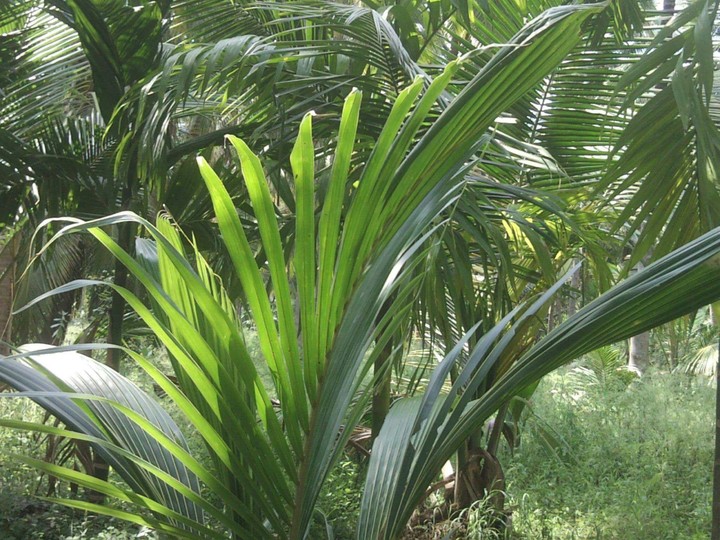 Green plants