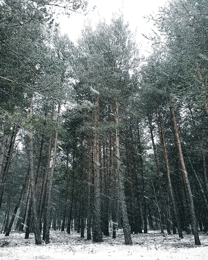 bosque nevado