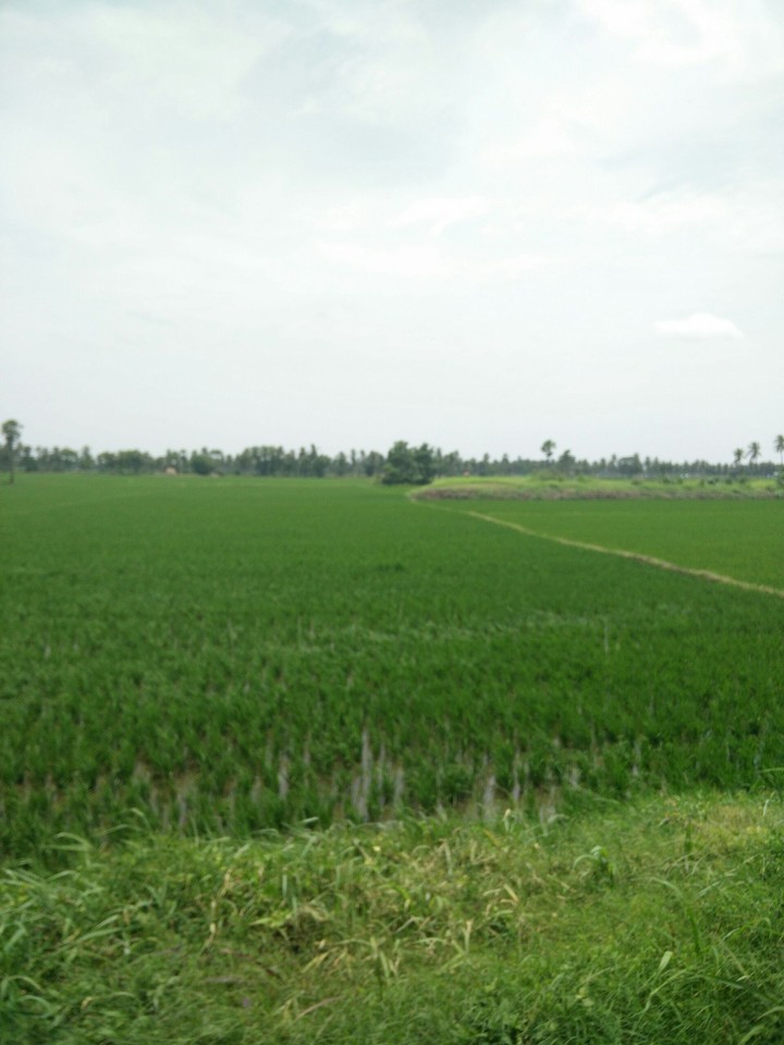 nature