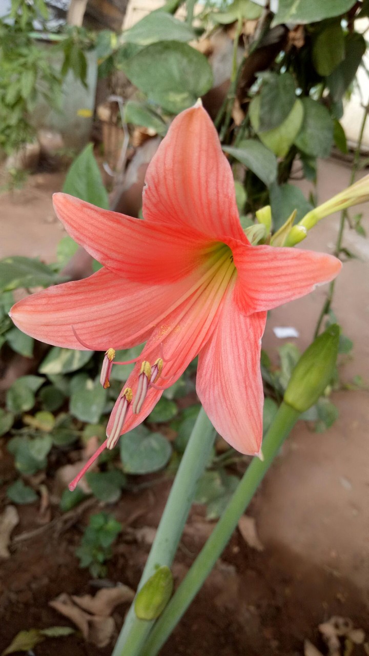 Pink flower