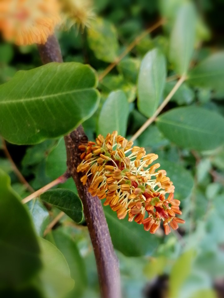 Blossom