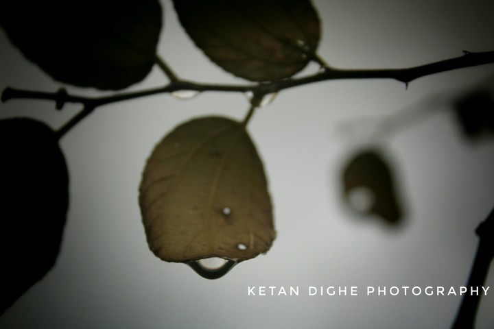 dew drop