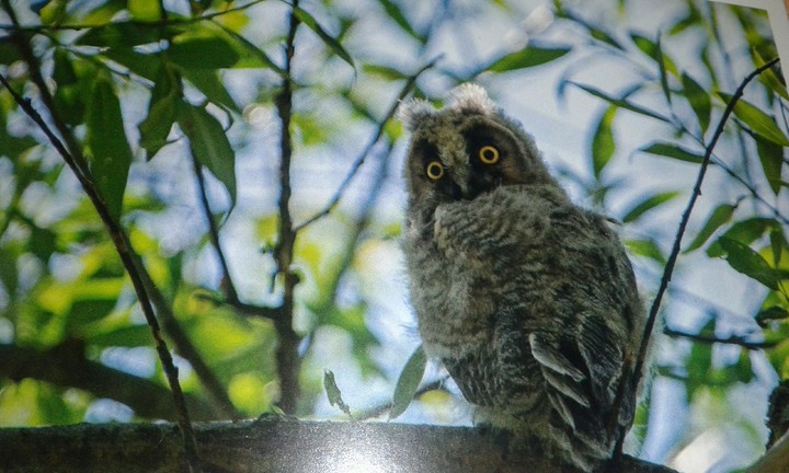 Owl