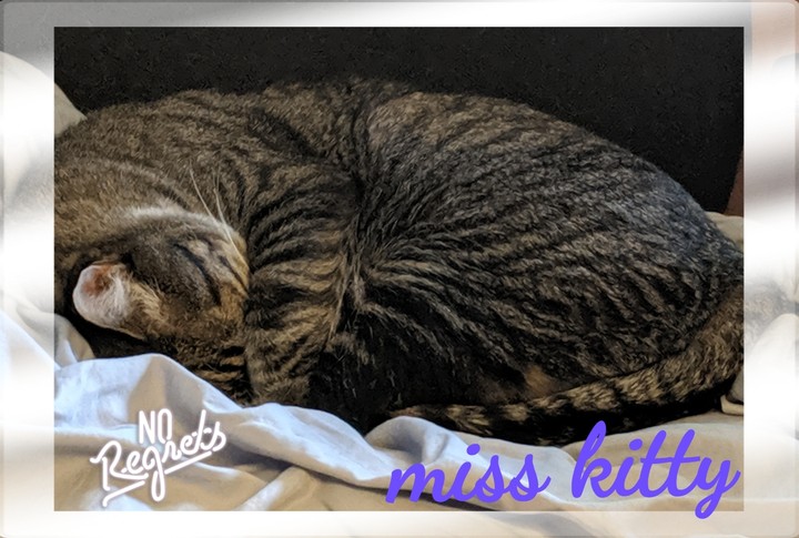miss kitty