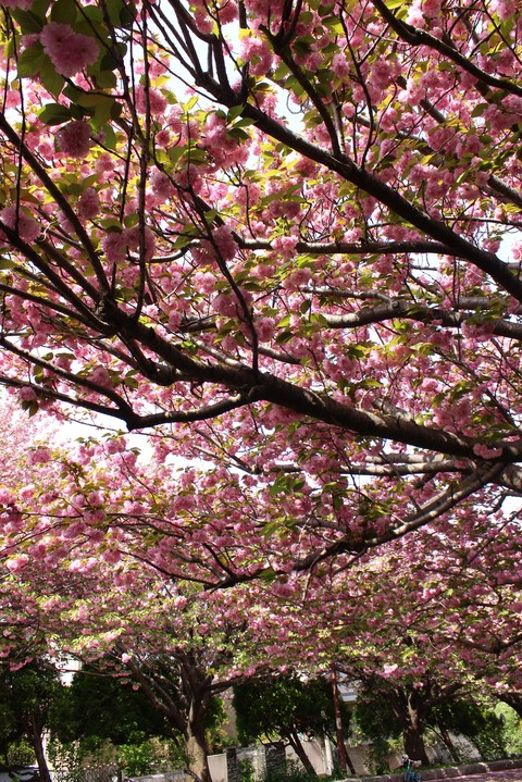 pink, Blossom Hintergrundbilder