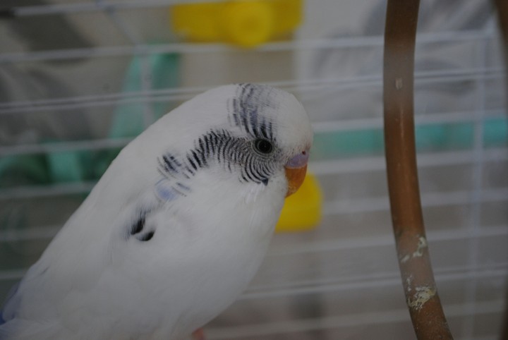 Eye of The Bird