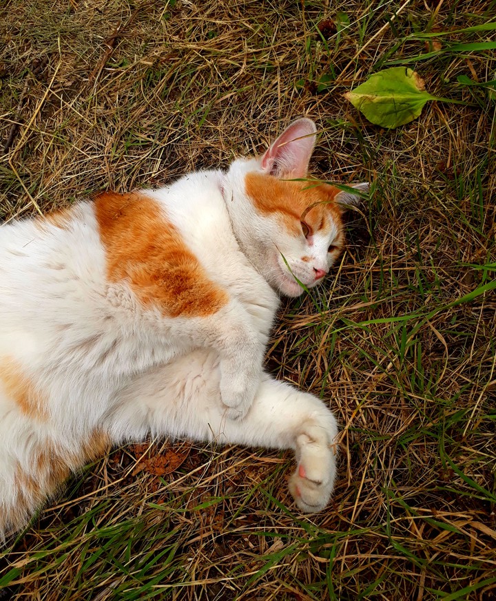 Pet