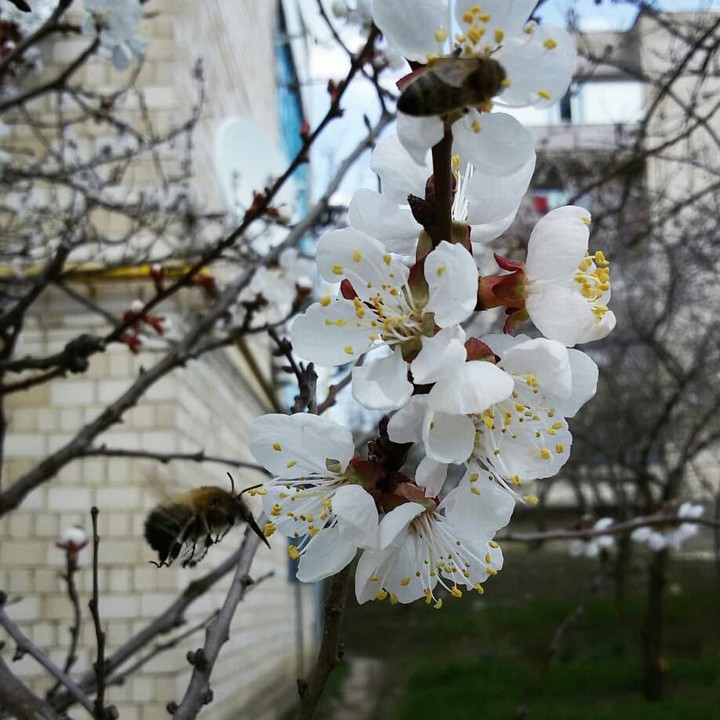 flowers&bee