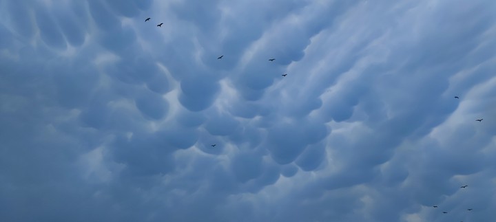 cotton sky